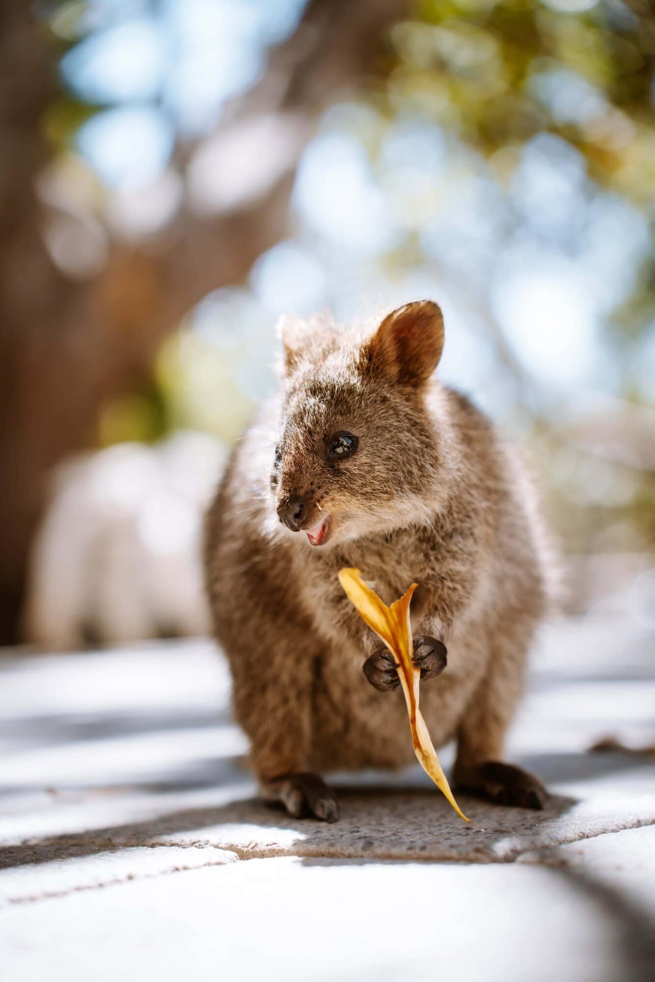 quokka