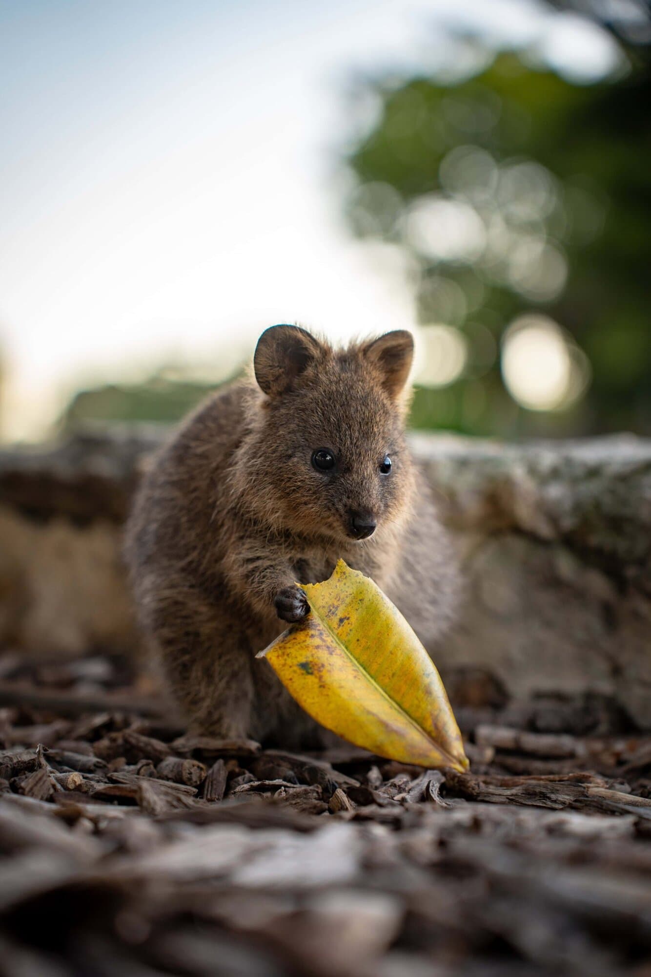 quokka beim essen