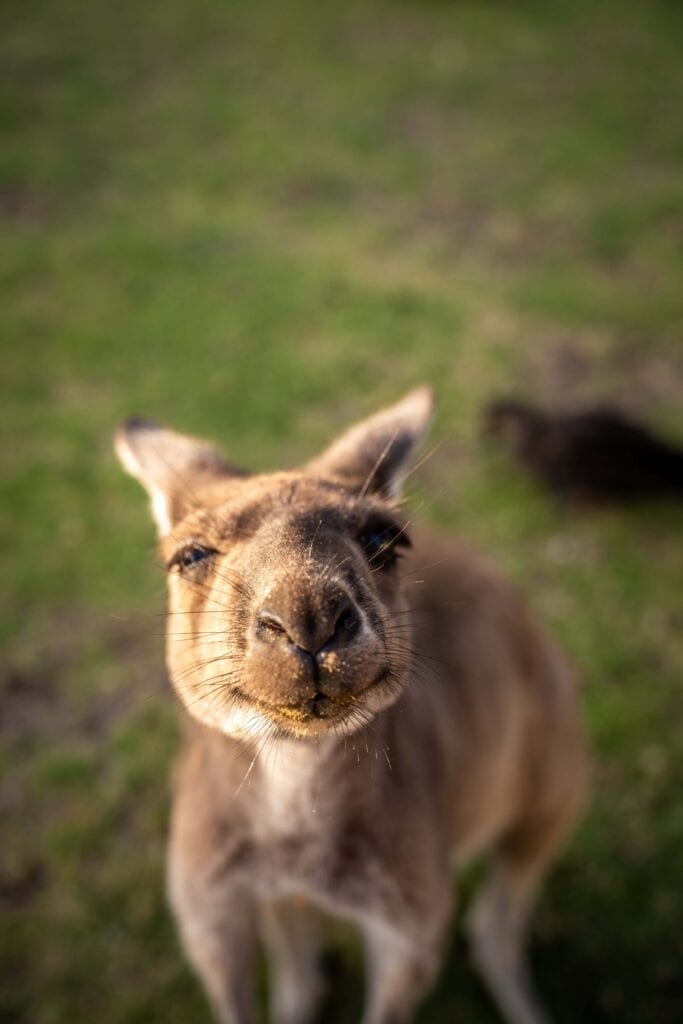 glückliches känguru