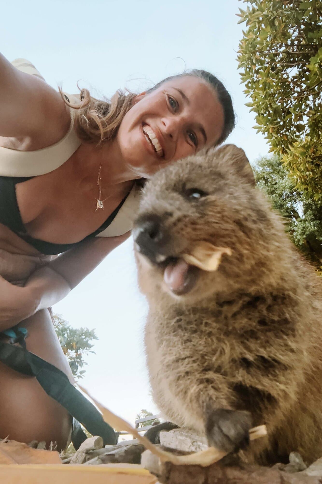 rottnest island australian quokkas