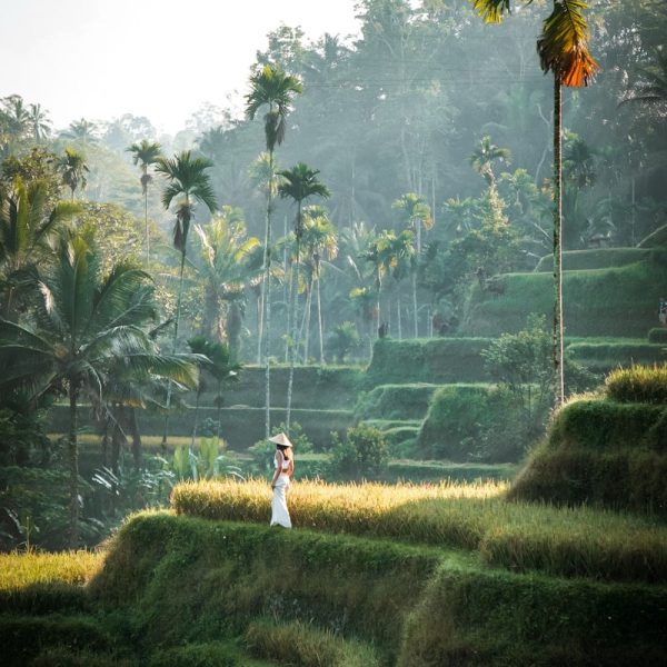 bali reiseroute tegallalang rice field