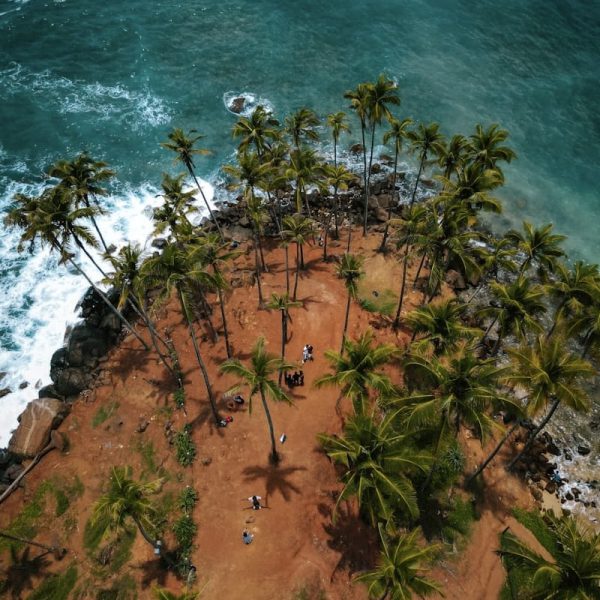sri lanka rundreise coconut tree hill von oben